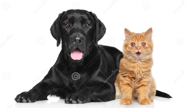 ZenvyPets🐾